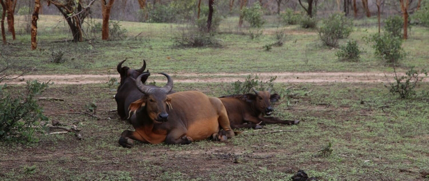 Savannah Buffalo-header-img