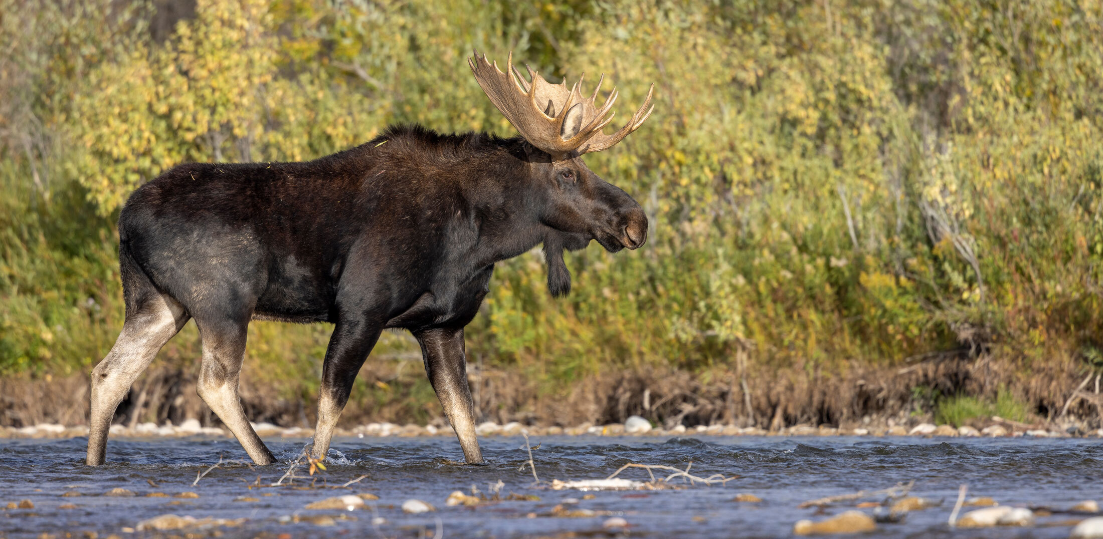 Shiras Moose-header-img