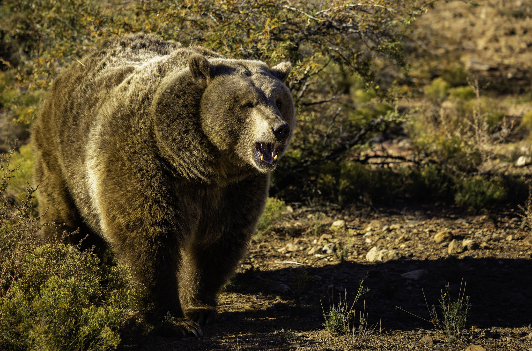 Siberian brown bear-header-img