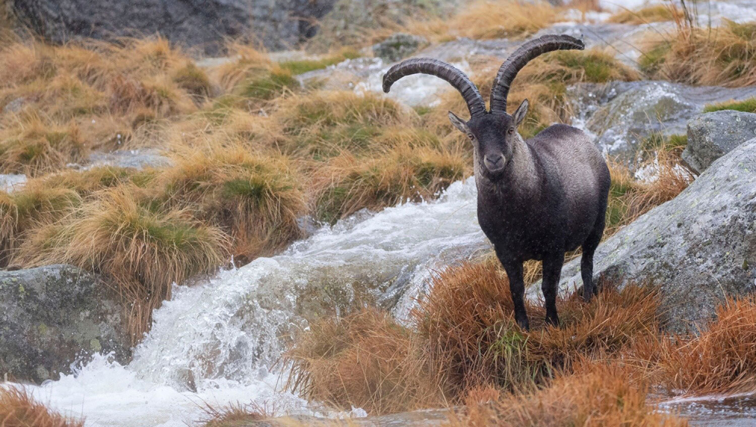 Southeastern Ibex-header-img