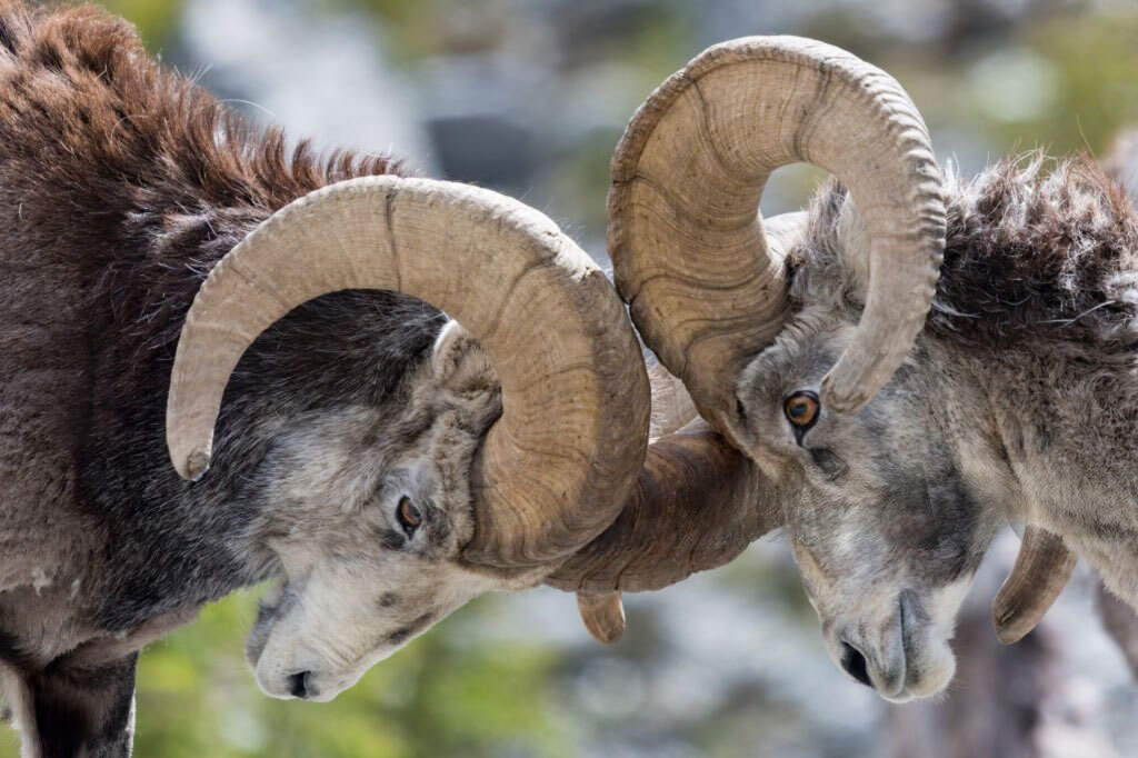 Stone’s-Sheep-header-img