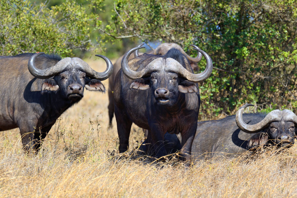 Cape-Buffalo