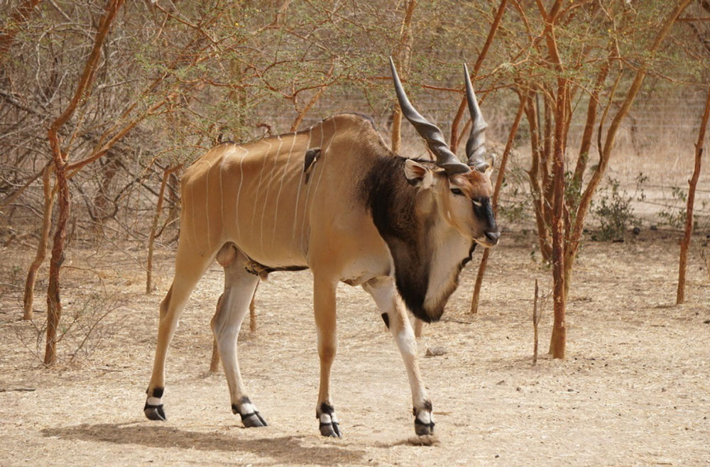 Lord Derby Eland