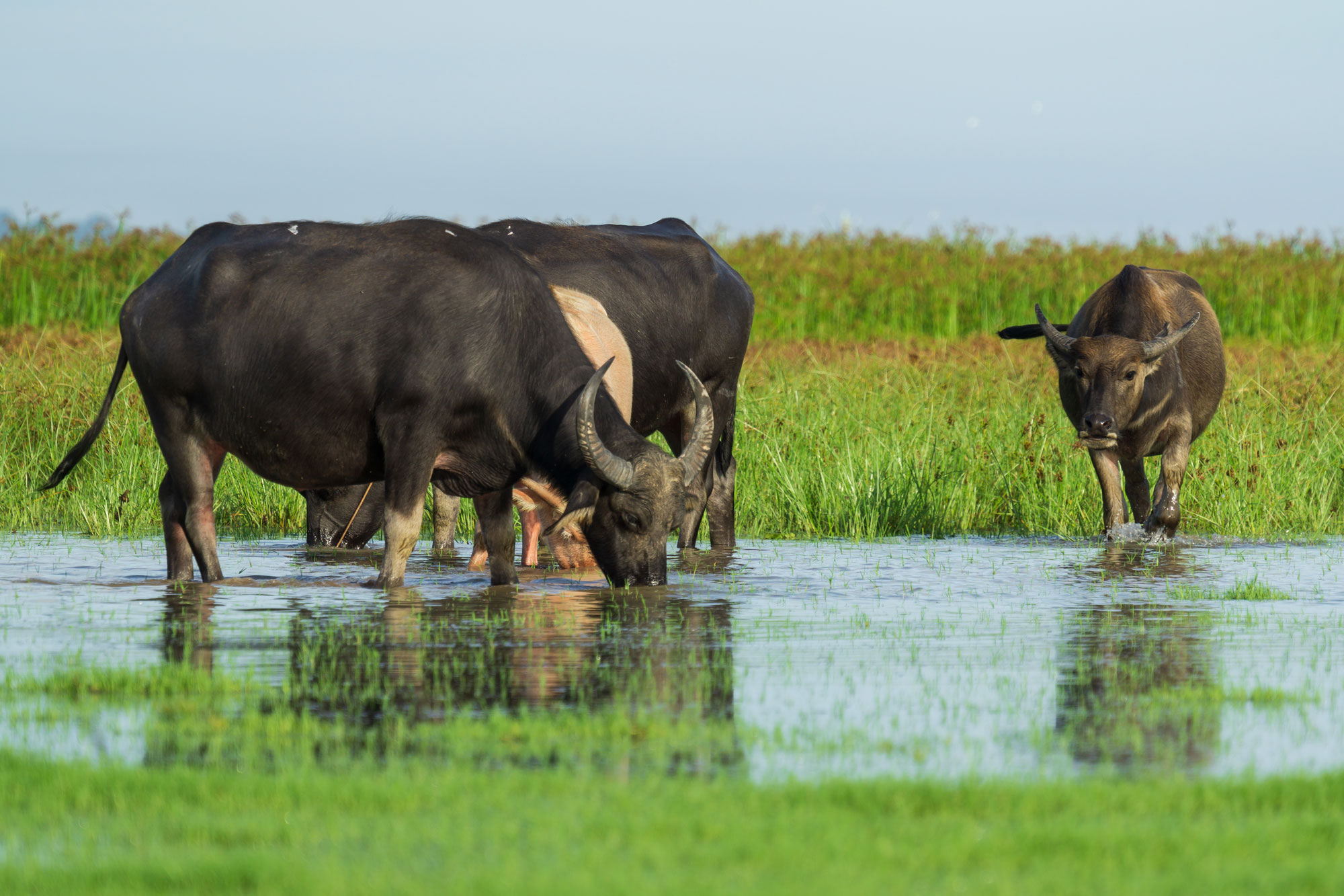 Water-Buffalo