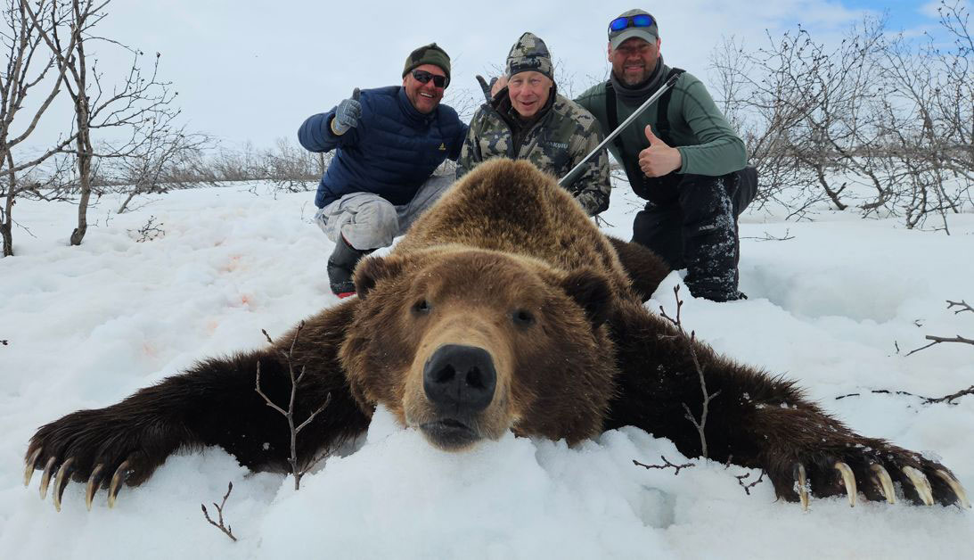 kamchatka russian brown bear
