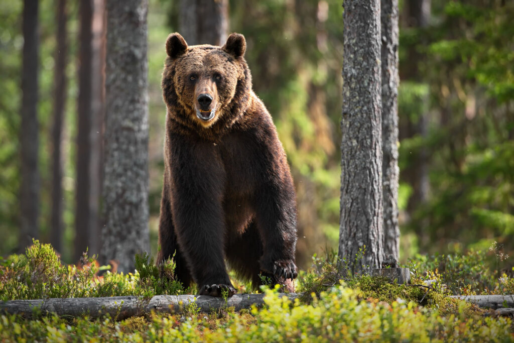 Eurasian-Brown-Bear
