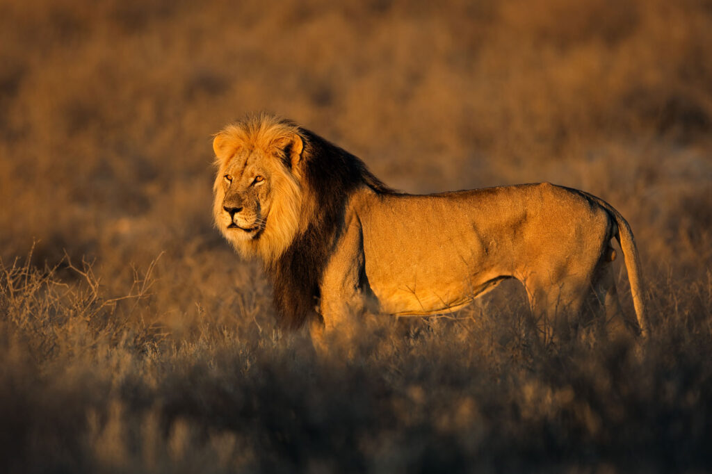 Lion