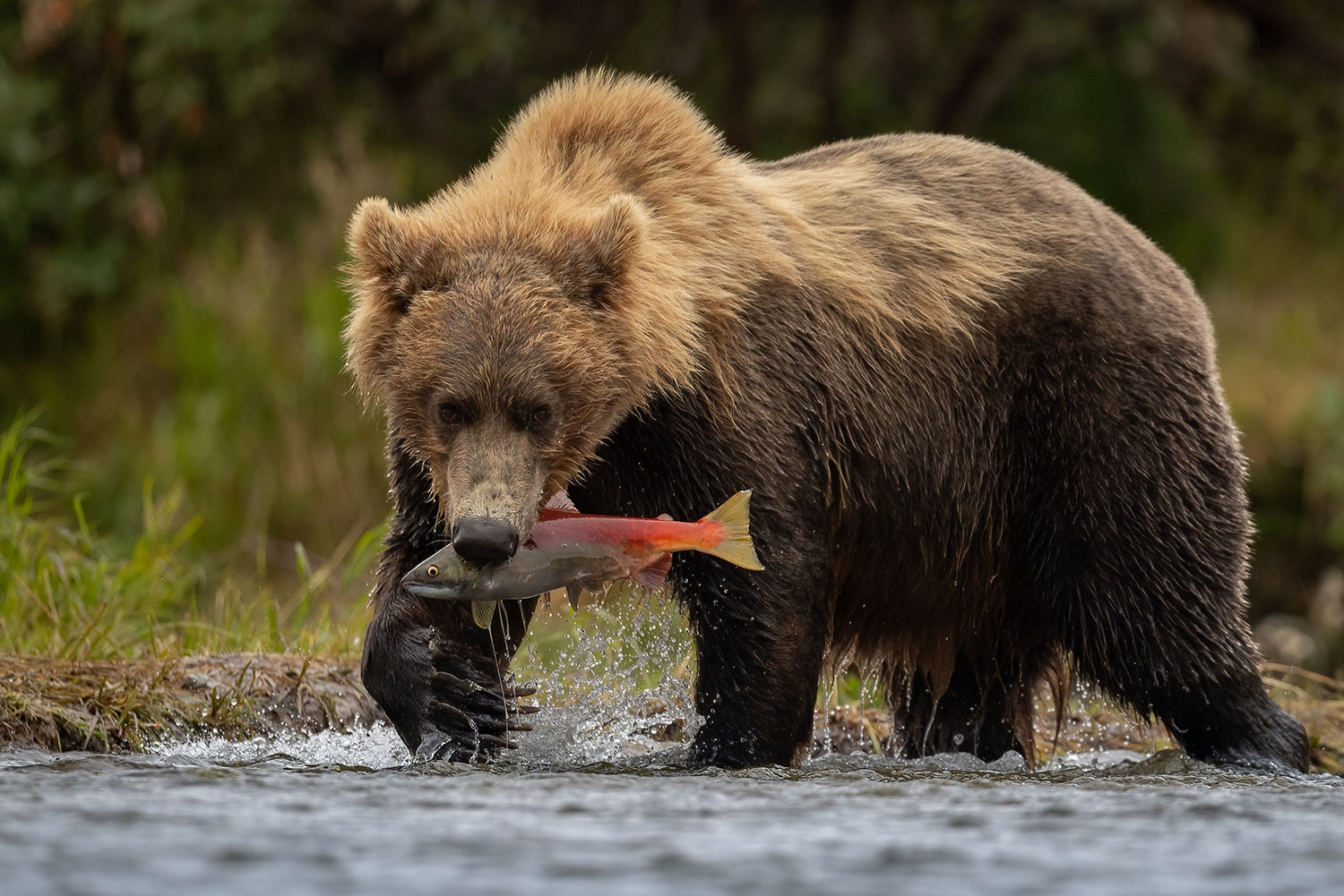 Kamchatka Russian Brown Bear Hunting Expeditions