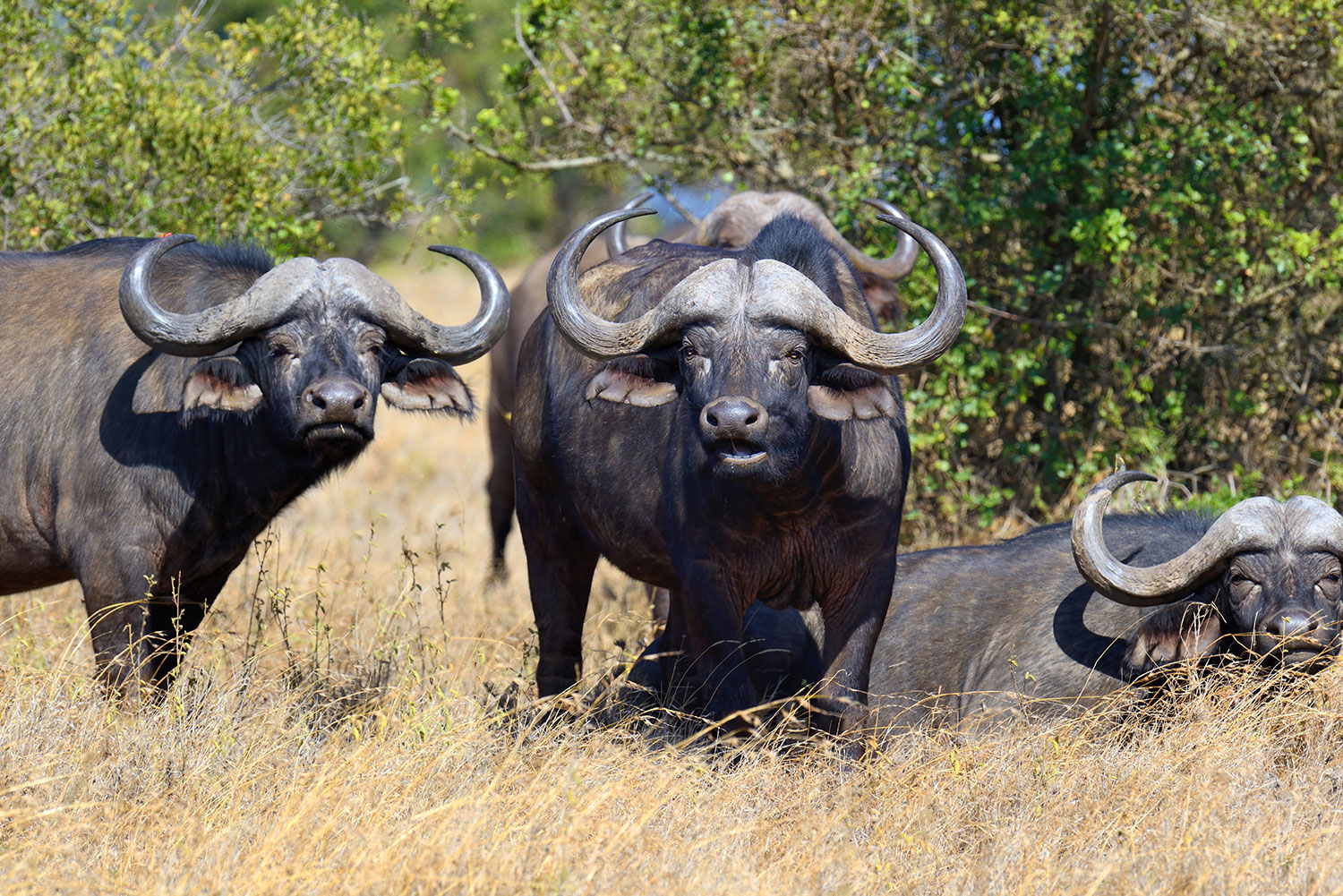 7-Day Tanzania Cape Buffalo Safari