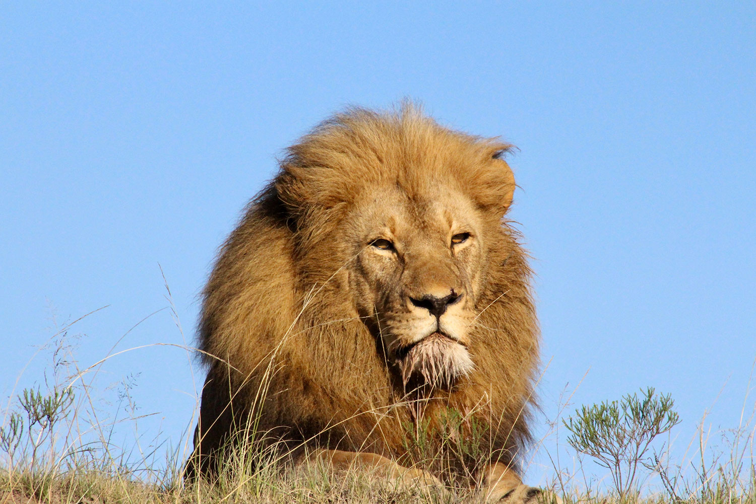 16–21 Day Tanzania Lion & Leopard Safari Rungwa