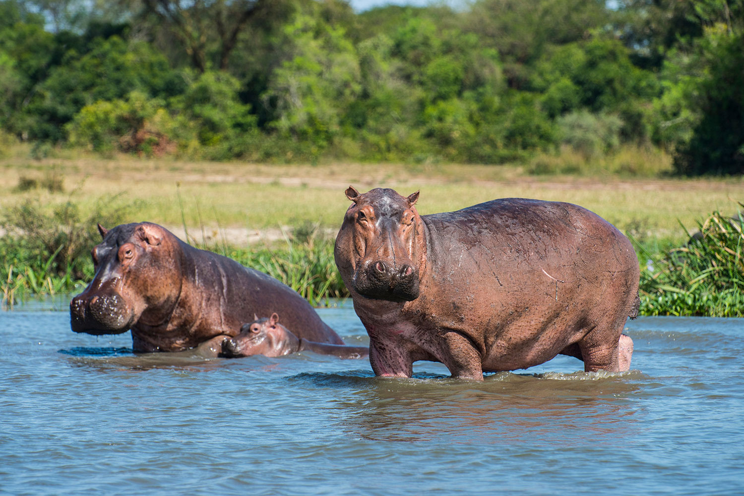 21-Day Tanzania Full Bag Safari