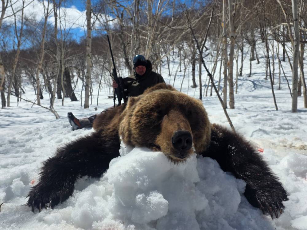 Kamatcha Brown Bear