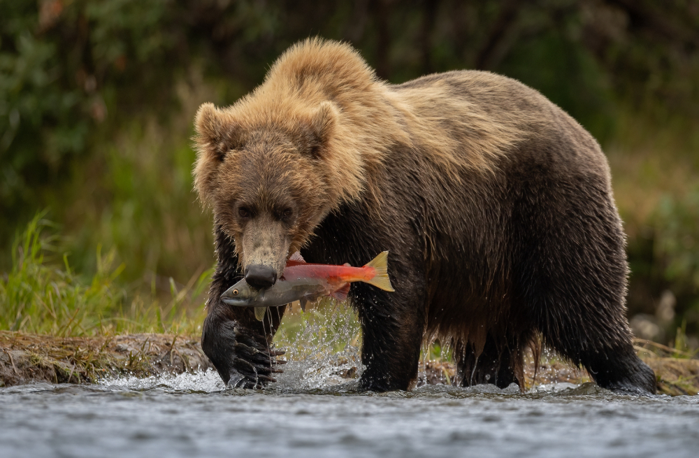 Kamchatka Brown Bear