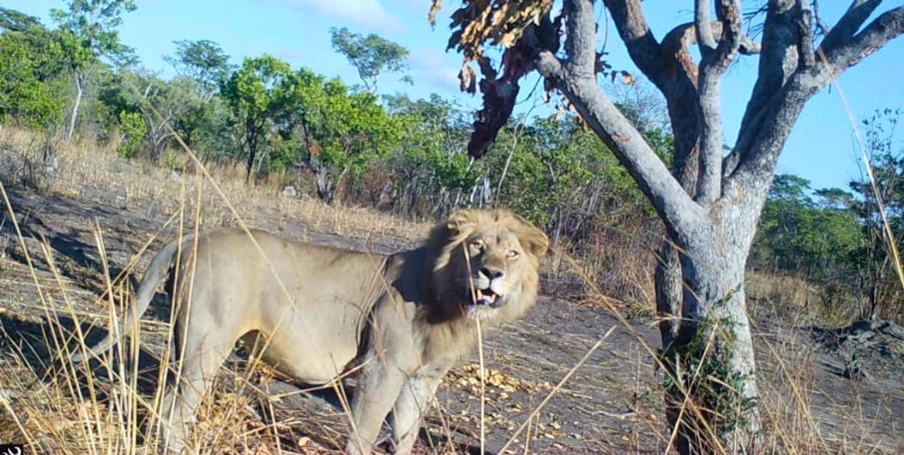 Tanzania-sp